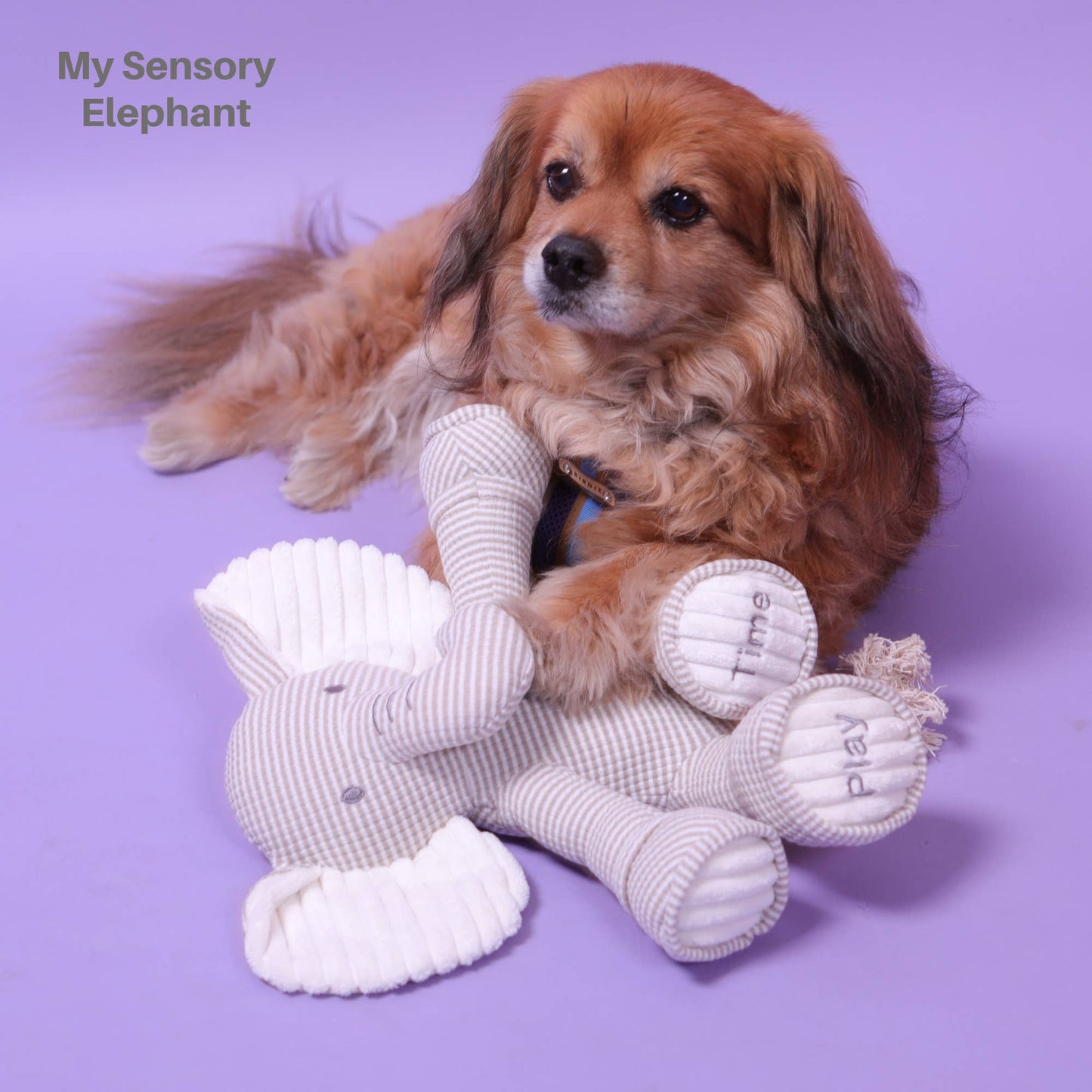 My Sensory Elephant Plush Dog Toy